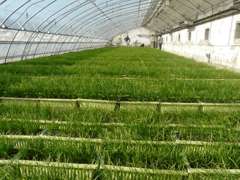 區(qū)組培室自主選育韭菜種苗 60萬株優(yōu)質(zhì)種苗完成定植實踐