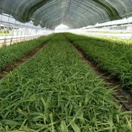陜西漢中略陽縣白芨種苗、重樓黃精、黃精種子何巖種植基地——地址與產(chǎn)地貨源詳解
