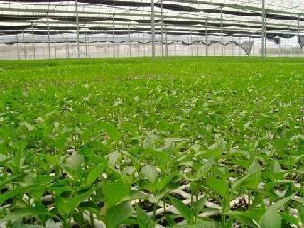 蔬菜種苗廠家,蔬菜種苗價格,蔬菜種苗批發 壽光大地溫室_志趣網