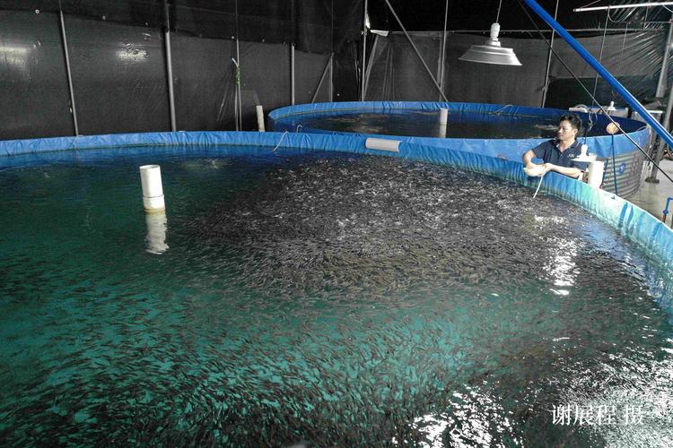 2026年8月口碑好的加州鱸魚苗廠家,順德市場競爭力強的種苗供應商