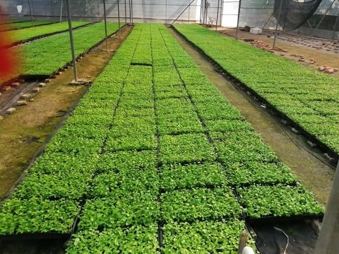 大葉傘種苗 篩盆苗 葉片闊大 柔軟下垂 形似傘狀