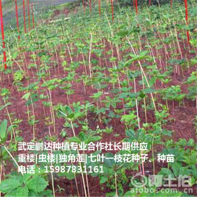 【貴州滇重樓%貴州滇重樓價格】滇重樓,價格,廠家,供應商,花木、果木種苗,武定鵬達種植專業合作社 - 產品庫