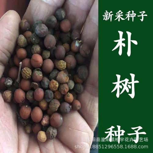 樸樹綠化苗木種子