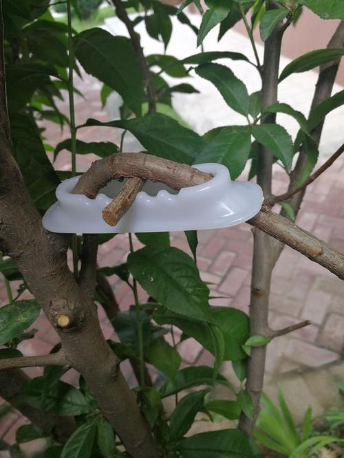湘果園果樹拉枝器 (中國 江蘇省 生產商)